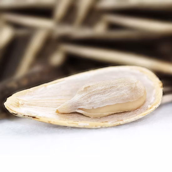 601 Tipo Di Semi Di Girasole Dalla Mongolia Interna Nuovo Raccolto