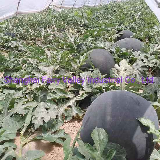 Semi di anguria senza semi rossi di anguria asperma ibrida F1 da 1000 pezzi per la semina