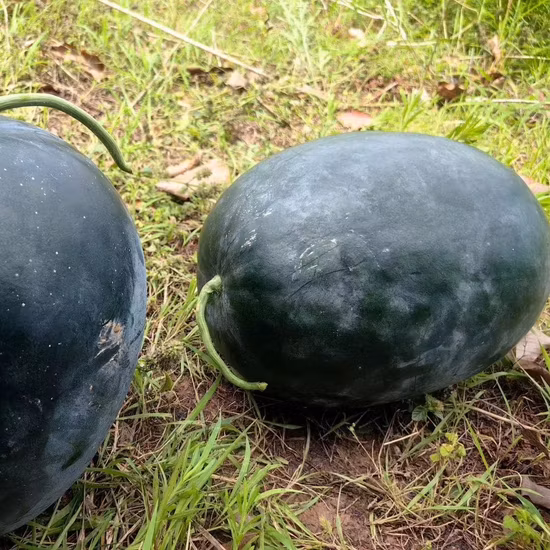 200 pezzi / borsa Cina semi ibridi di anguria gialla a polpa rossa dolce in vendita